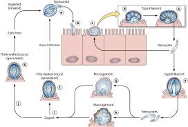Parvum is susceptible to high concentration (> 6%) of. Schematic Representation Of The Cryptosporidium Parvum Life Cycle Download Scientific Diagram