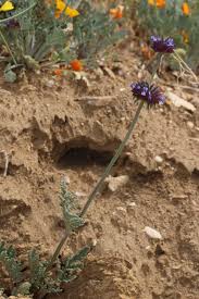 If your soil is heavy, plant proud, or slightly higher than the surrounding grade. Salvia Columbariae Wikipedia