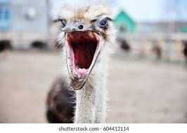 Head Eyelashes Ostrich Which Yawns Stock Photo Edit Now 604412114