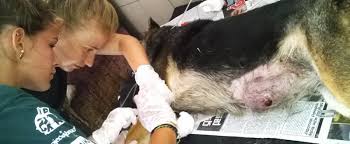 We help them and provide pet a new loving and caring pet parents. Veterinary Medicine Internship In Sri Lanka Projects Abroad