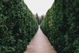 Evergreens are often used for windbreaks and privacy screens. 15 Tall And Narrow Shrubs For Screening Purposes Garden Tabs