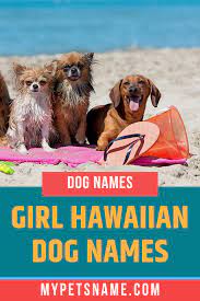 Also one of our favorite female dog names. Girl Hawaiian Dog Names In 2021 Hawaiian Dog Names Cute Girl Dog Names Dog Names