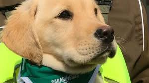 Resultado de imagen para BELLOS OJOS DE CACHORRO PERRO ...IMAGEN