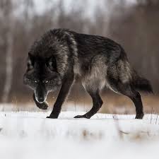 Hitman 3 psvr | ps5 gameplay livestream (1080p60fps). Melanistic Wolf Wolf Photography Beautiful Wolves Black Wolf