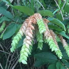 Image result for Flemingia