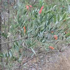 Image result for Tecomaria nyassae