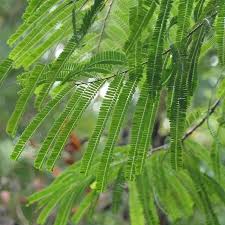 Image result for Phyllanthus boehmii