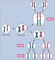 Learn vocabulary, terms and more with flashcards, games and other study tools. Ninth Grade Lesson Meiosis Part 1 Betterlesson