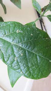 Affected leaves will fall from the tree by early august. My Avocado Leaves Have White And Brown Spots