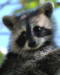 Pin On Raccoons