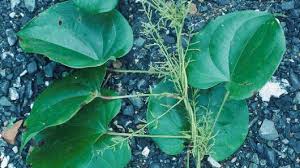 Image result for Dioscoreaceae