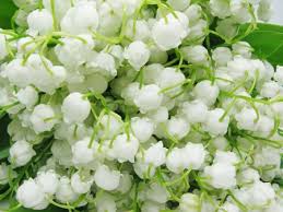 Bouquet de muguet gratuit avec text : 14 371 Bouquet De Muguet Imagenes Y Fotos 123rf