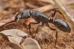 Image result for Ancylobothrys tayloris