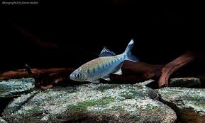 The coloration of barilius is also comparable to that of young trout. Barilius Bakeri Seriously Fish