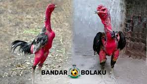 Bagi anda para juragan yang sudah berpengalaman dalam mengenal ayam aduan, ayam saigon tentunya. Tarung Ayam Saigon Vs Bangkok