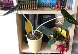 We did not find results for: I Got This I Assume Etiolated Alocasia Black Velvet As A Gift Can I Get New Growth To Become Compact Again With More Light Or Is It Just The Plant Being Weird
