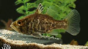 Image result for Brachyachne simonsii