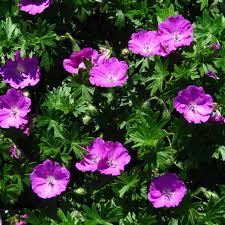 Image result for Geranium sanguineum Max Frei