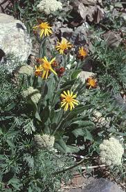 Image result for Senecio strictifolius