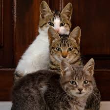 Age chat x 7 = age homme… ? La Croissance Du Chaton Wanimoveto