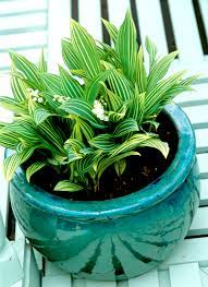 Mais acheter des brins de muguet n'est pas très écolo, alors pourquoi ne pas plutôt en planter dans votre jardin ? Muguet Planter Et Cultiver Ooreka