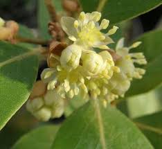 Image result for Lauraceae