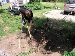 The only reason they used to do this in the past was so they could plow the field. 5 Ways To Remove A Tree Stump Lawnstarter