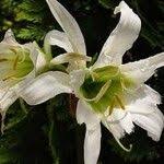 Image result for Ismene narcissiflora