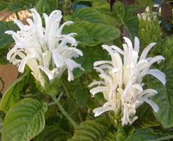 Image result for Justicia carnea
