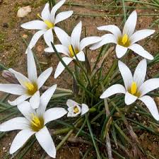 Image result for Romulea camerooniana