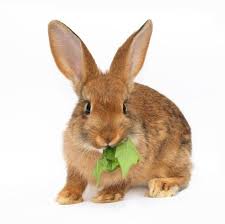 Questo significa che la loro alimentazione deve comprendere solo ed esclusivamente alimenti di origine vegetale e che ogni alimento di origine animale deve essere accuratamente evitato. Frutta E Verdura Per Conigli