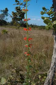 Image result for Russelia sarmentosa