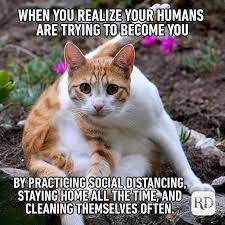 60 Cat Memes You Ll Laugh At Every Time Reader S Digest