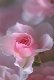 Pin Oleh Mary Di Fleurs ورود وأزهار Bunga Tulip Bunga Mawar