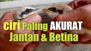 Membedakan Kelamin Burung Cendet Jantan Dan Betina Anakan Akurat Youtube