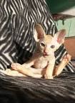 Peterbald Kittens for Sale & Cats for Adoption | Sweetie ...