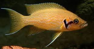 Neolamprologus Helianthus Ciclidos Africanos Ciclidos Africanas