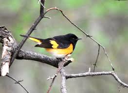 Birds Of West Texas Photos The Best Places For Birdwatching In The United States National Parks Florida Birding Maine Coastline