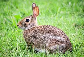 Should I Let My Domestic Rabbit Run Free