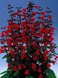 Pin On Flower Plant Species I Like