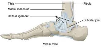 Role for Primary Repair of the Deltoid Ligament Complex in Acute ...