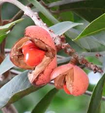 Image result for Aphanamixis