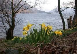 Louis Armstrong Go Down Moses Let My People Go Daffodils At Ullswater Wordsworth Point Glencoyne Bay Visit Cumbria Lake District England Daffodils Lake District