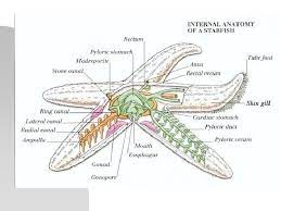 Phylum Echinodermata Introduction N N Echinodermata Are All