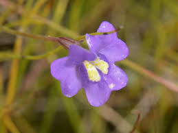 Image result for Phrymaceae