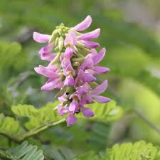 Image result for Abrus fruticulosus