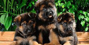 Purebred beagle pups for sale! German Shepherd Breeders Ontario Puppies For Sale German Shepherd Dog