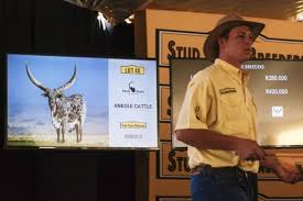 Tumelo ramaphosa with ankole longhorn cows. Ramaphosa Scores Big At Auction After Farmer Boycott Fizzles 2oceansvibe News South African And International News