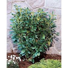 Monrovia White Dwarf English Laurel Flowering Shrub In In Pot With Soil Lowes Com In 2020 English Laurel Garden Shrubs Flowering Shrubs