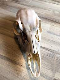 How To Clean A Skull With Oxiclean Miss Pursuit